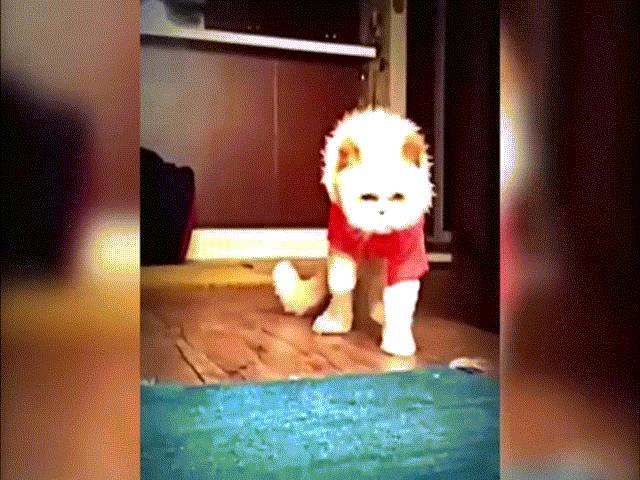 Bạn trẻ - Cuộc sống - Clip mèo "quẩy" theo nhạc cực ngầu hút triệu lượt xem