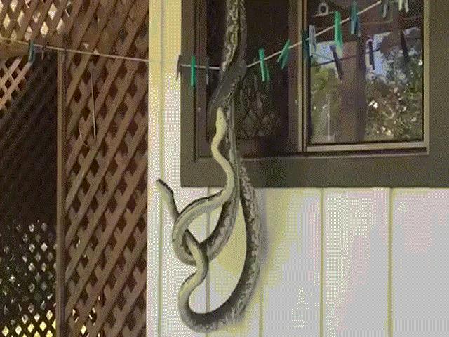 Phi thường - kỳ quặc - Cặp trăn khủng "yêu" nhau mãnh liệt trước cửa nhà dân