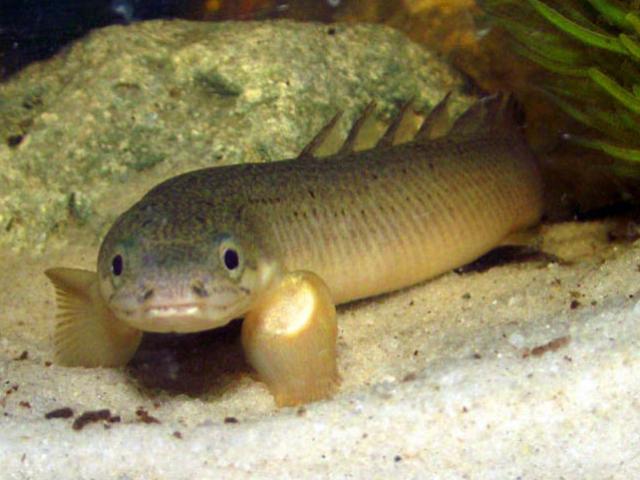 Thị trường - Tiêu dùng - Cận cảnh loài cá siêu lạ: Đi trên cạn, sống trong không khí 8 tháng