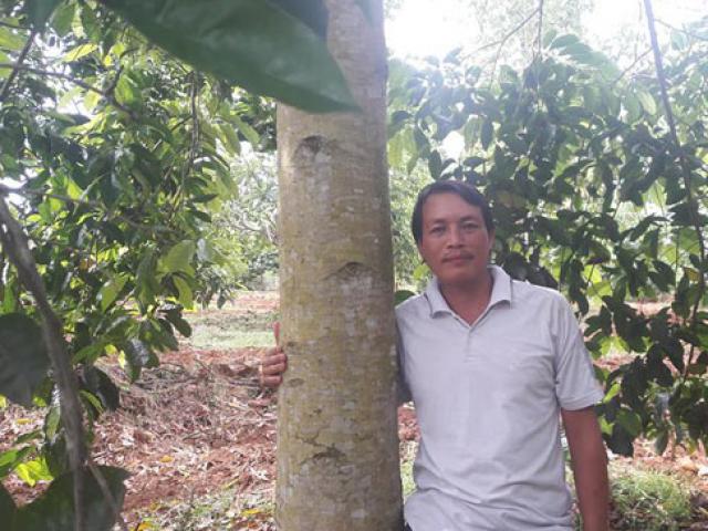 Thị trường - Tiêu dùng - Người thích trồng "cột chống trời", mỗi cây dổi cho thu 1 cây vàng