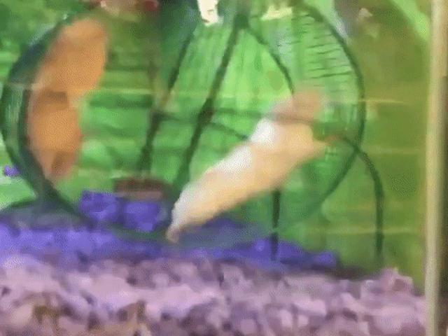 Video Clip Cười - Clip: Đã sảy chân còn gặp đồng đội "ngáo đá"