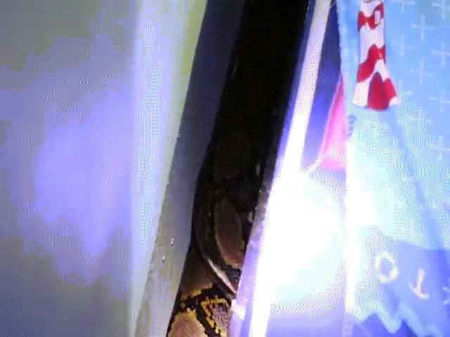 Thế giới - Thái Lan: Phát hiện trăn dữ dưới giường ngủ của con nhỏ