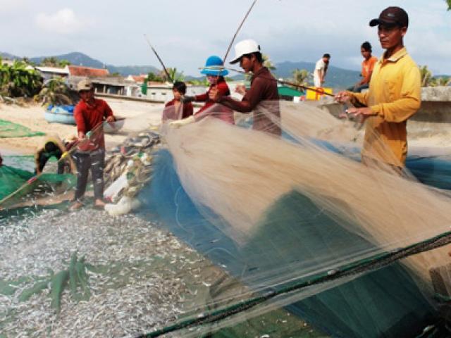 Thị trường - Tiêu dùng - Gặp đàn cá cơm dày đặc, ngư dân Ninh Thuận hốt bạc triệu