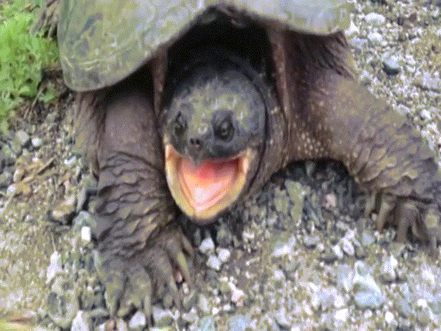 Cho rùa khổng lồ ăn, không ngờ bị đớp cực nhanh, rút tay không kịp