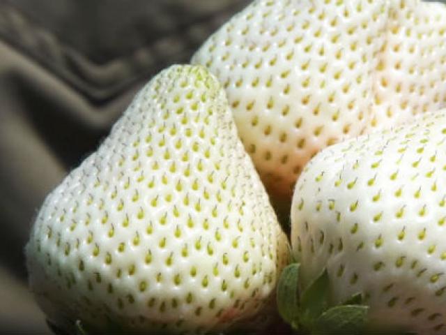 Thị trường - Tiêu dùng - Dâu tây "bạch tạng" khủng 200.000 đồng/quả được ví như "ngọc trắng"