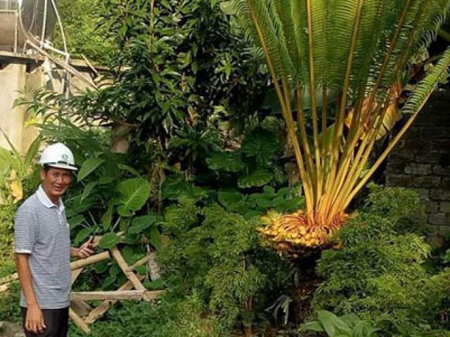 Tin tức trong ngày - Cây vạn tuế “đẻ” 400 “trứng vàng” sắp vào tay đại gia với giá "khủng"