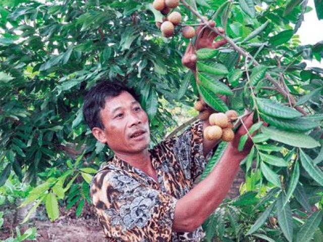 Thị trường - Tiêu dùng - Biệt tài "sai khiến" na, nhãn ra quả trái vụ, nhà nông thu bộn tiền