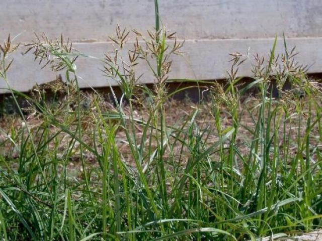 Sức khỏe đời sống - Đông dược trị chứng “đèn đỏ phập phù”