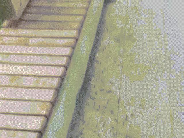 Phi thường - kỳ quặc - TQ: Hàng nghìn con cuốn chiếu tấn công nhà ga tàu điện ngầm