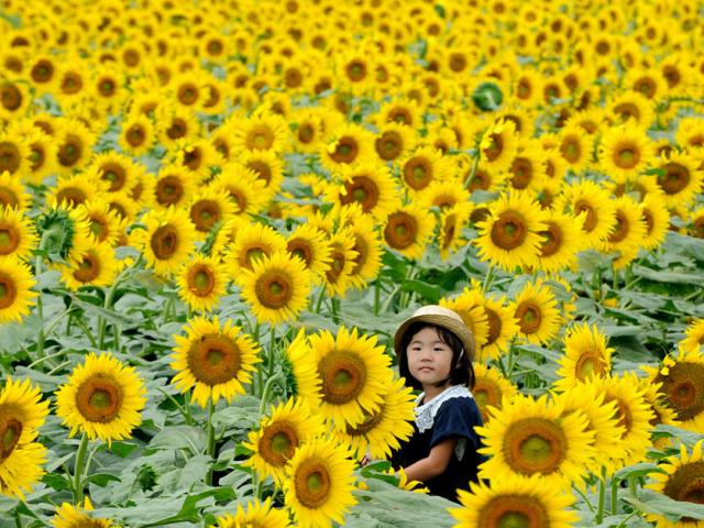 Du lịch - Du khách ùn ùn kéo đến làng hoa hướng dương đẹp sững sờ ở Hàn Quốc