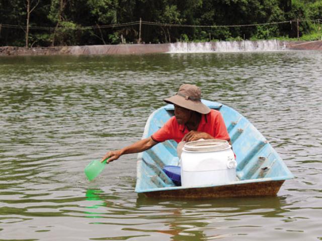 Thị trường - Tiêu dùng - Trồng rau, nuôi tôm chuẩn sạch, dân thành phố thu tiền tỷ mỗi năm