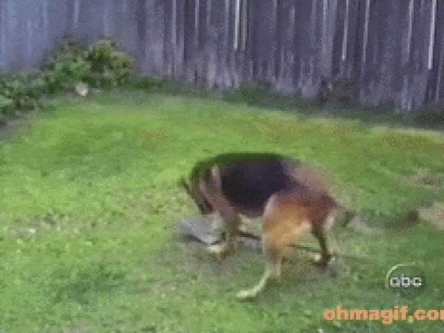 Tranh vui - Ảnh động: Luật "nhân quả" không tha cho ai đâu