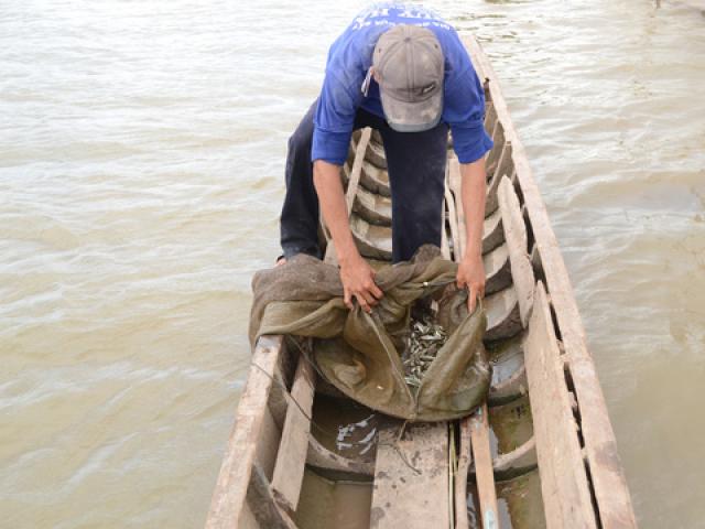 Thị trường - Tiêu dùng - Cá linh non khan hiếm