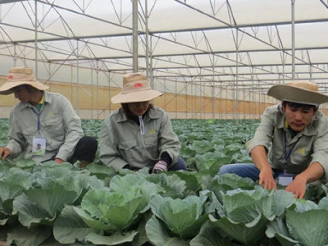 Thị trường - Tiêu dùng - Nông sản “đểu” vẫn đội lốt Đà Lạt