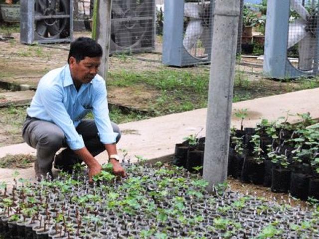 Thị trường - Tiêu dùng - Cách làm hay: Trồng nho dại Coudere, lão nông lãi 1,5 tỷ đồng/năm