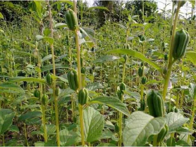 Sức khỏe đời sống - Vừng - Vị thuốc "trường sinh"