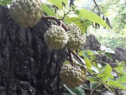 Thị trường - Tiêu dùng - Hốc đá hóa gốc na, nông dân Hòa Bình kiếm bộn tiền trên núi đá