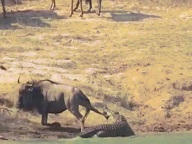 Thế giới - Sắp chén mồi ngon, cá sấu phải nhả vì bị hà mã "hỏi tội"