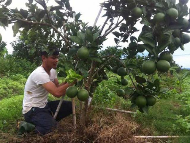 Thị trường - Tiêu dùng - Hành trình trồng cam sạch của cô gái xứ Nghệ