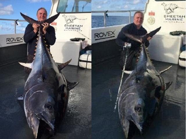 Thế giới - Anh: Câu được cá ngừ “khủng” kỉ lục, nặng 2 tạ dài 2m