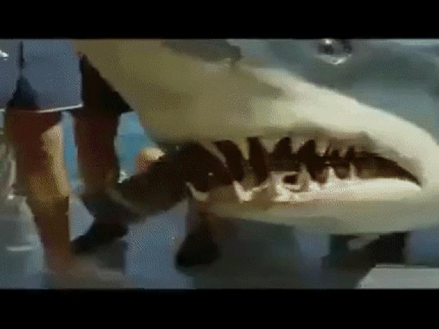 Video Clip Cười - Clip: Bắt cá kiểu "nghìn cân treo sợi tóc"