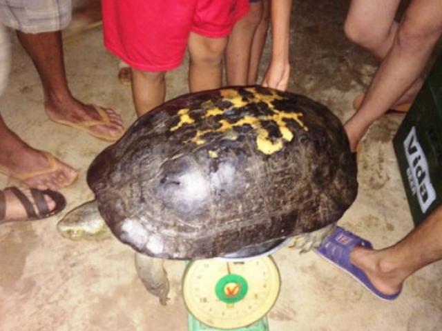 Tin tức trong ngày - Đi thắp hương ngày rằm tháng 7, bắt được cụ rùa "khủng" nặng 15kg