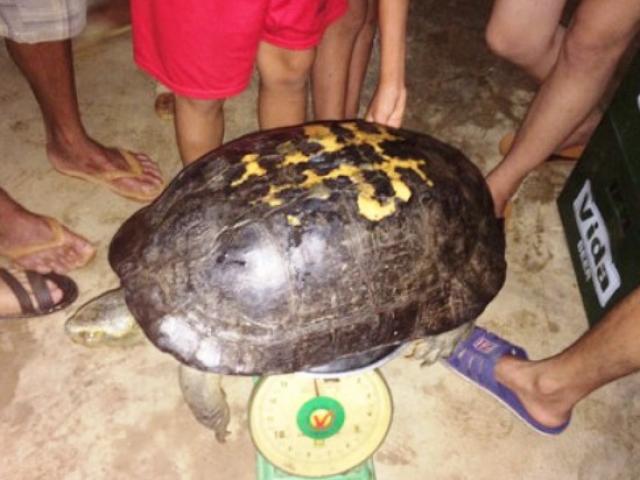 Tin tức trong ngày - Thả cụ rùa trăm tuổi về với tự nhiên vì sợ tháng “cô hồn”