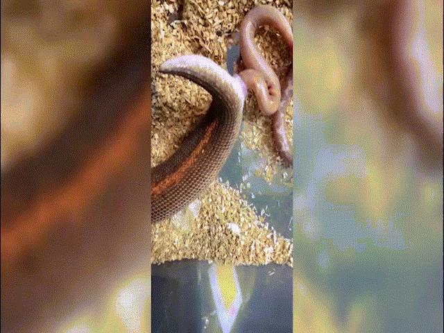 Thế giới - Video trăn sinh con khiến người xem rợn tóc gáy