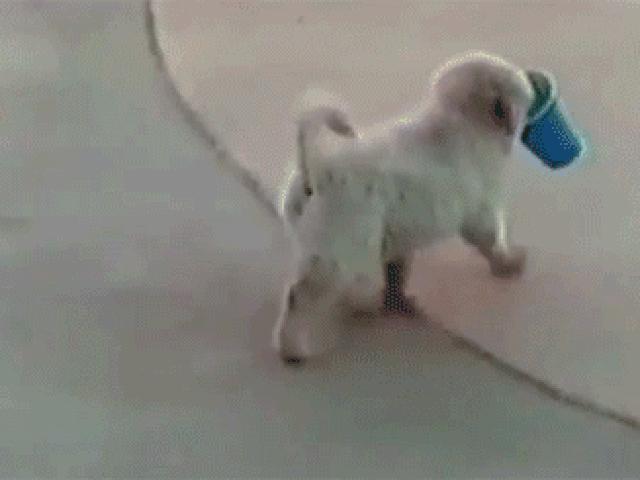 Tranh vui - Ảnh động: Những pha "sấp mặt" của lũ chó vụng về