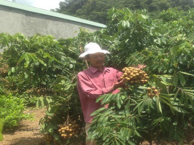 Thị trường - Tiêu dùng - Thu gần 700 triệu/năm nhờ cách làm hay-cho 4 loài cây chung 1 "sổ đỏ"