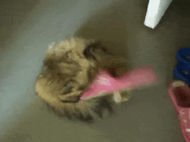 Tranh vui - Ảnh động: Khoảnh khắc "rơi não" của động vật