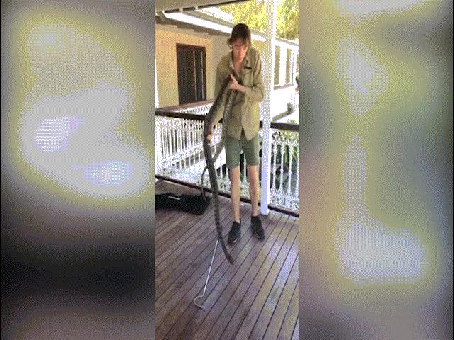 Phi thường - kỳ quặc - Không cần ép buộc, “siêu nhân” dụ trăn khổng lồ tự bò vào túi