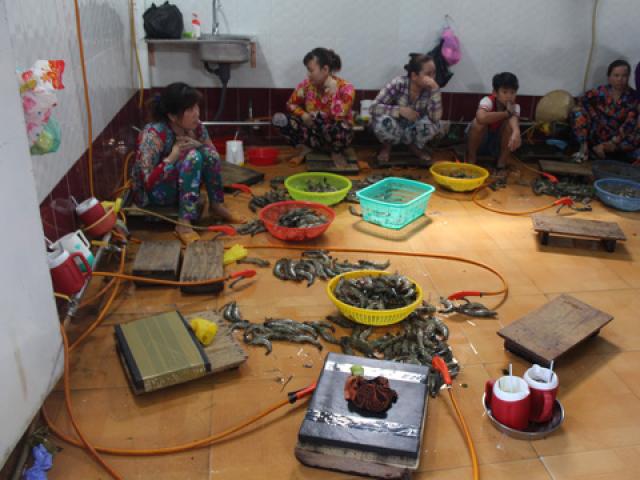 Thị trường - Tiêu dùng - Bắt quả tang cơ sở bơm tạp chất tạo thịt giả vào tôm