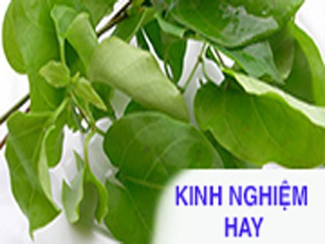 Tin tức sức khỏe - Khi bị mất ngủ: Uống cây gì để cứ nằm lên giường là ngủ một mạch?