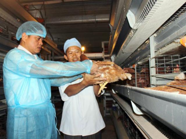 Thị trường - Tiêu dùng - Sau lô gà Việt đầu tiên đi Nhật, tiềm năng xuất khẩu rộng mở