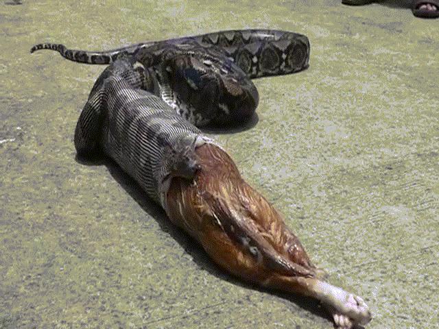 Thế giới - Kinh dị cảnh trăn “khủng” bị ép nôn trả vật nuôi ở Thái Lan