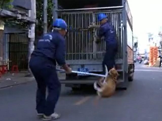 TP.HCM: Săn bắt chó thả rông trên phố, nhiều nhân viên bị chủ nuôi hành hung