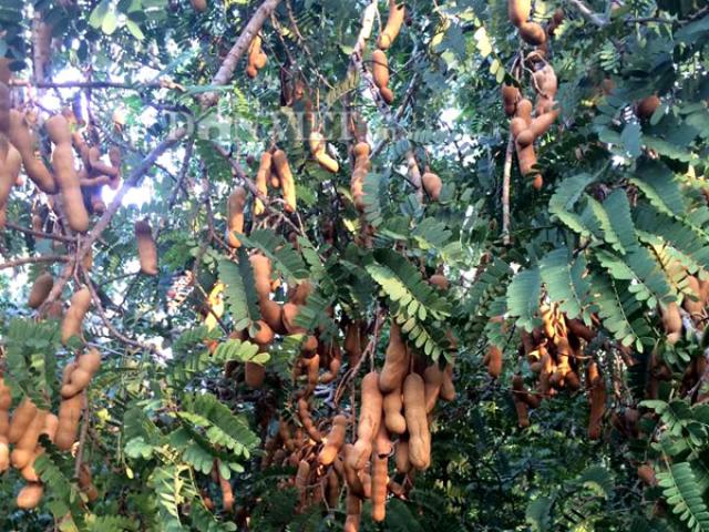 Thị trường - Tiêu dùng - Việt Nam ngỡ là quả dại, sang "nước người ta" có giá "đắt hơn vàng"