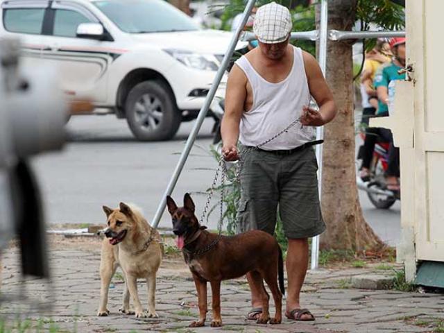Hà Nội: Đề xuất xử lý chó thả rông trong vòng 48 giờ