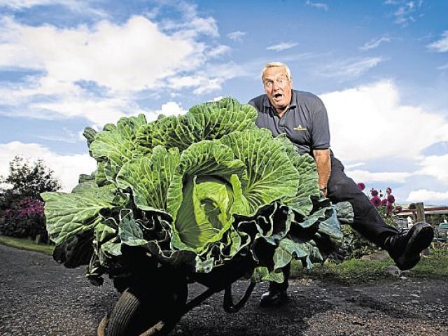 Phi thường - kỳ quặc - Tự nhiên trồng được bắp cải khổng lồ gấp 50 lần bình thường