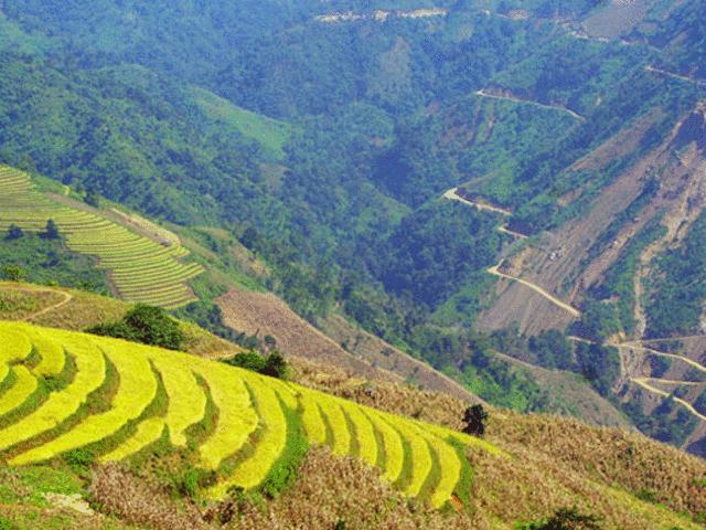 Du lịch - Xách ba lô đi tìm một mùa vàng rất khác ở Mường La