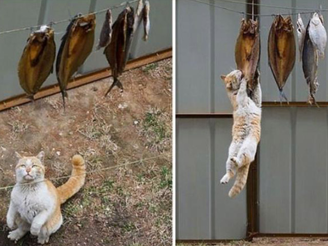 Tranh vui - Tóm gọn những "siêu trộm" mà ta không ngờ tới