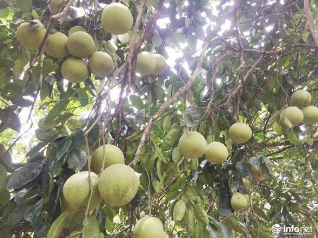 Thị trường - Tiêu dùng - Vùng bưởi Phúc Trạch “nín thở” trước bão số 10: "2 đêm nay tôi không ngủ..."