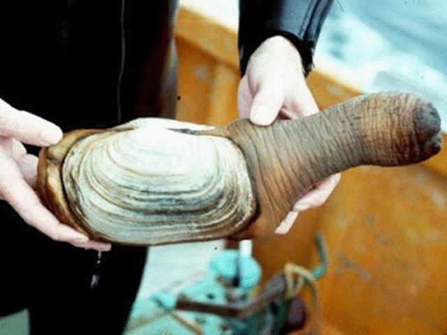 Ẩm thực - Phát hoảng với những món ăn nghe tên là ngượng, nhìn là đỏ mặt
