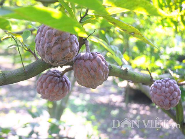 Thị trường - Tiêu dùng - Zoom xem na tím Đông Triều siêu "độc- lạ" khiến bà nội trợ mê mệt