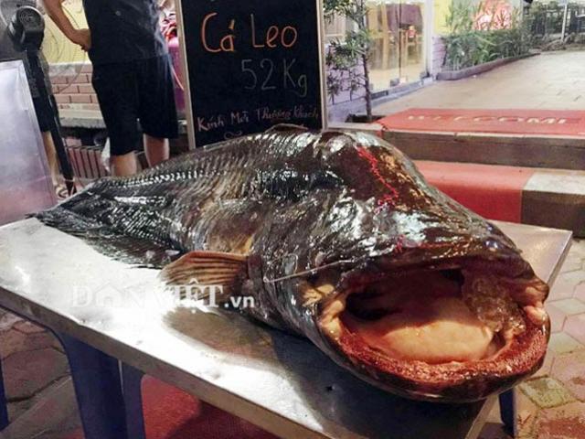 Tin tức trong ngày - Cá leo "khủng" nặng 52kg, dài bằng người lớn tiền triệu/kg ở Thủ đô