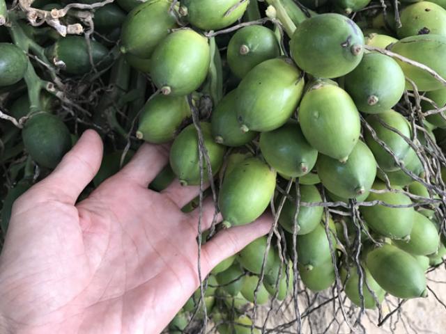 Thị trường - Tiêu dùng - Giá tăng vọt, dân "xứ ngàn cau" tiếc hùi hụi vì trót bán giá thấp