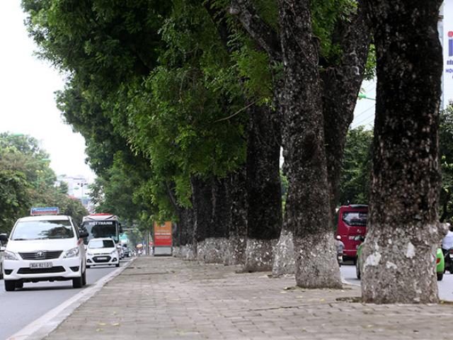 Ảnh: Chặt hạ, di chuyển 130 “cụ cây” trên đường Kim Mã