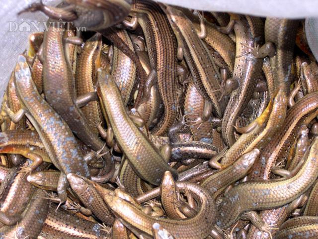 Thị trường - Tiêu dùng - 2 tiếng săn rắn "4 chân", đút túi nửa triệu bạc