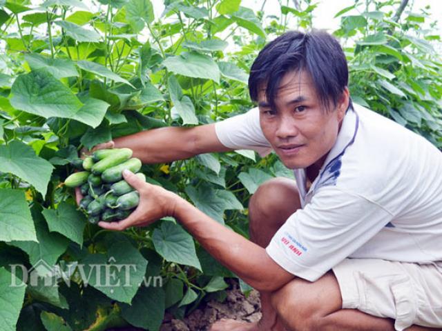 Thị trường - Tiêu dùng - Cách trồng hay: Đất mặn "khó nhằn", rau màu vẫn xanh, kiếm nhanh 200 triệu